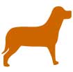 Puppy Classes